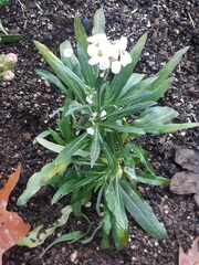 Diplotaxis erucoides