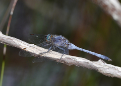 Orthetrum boumiera
