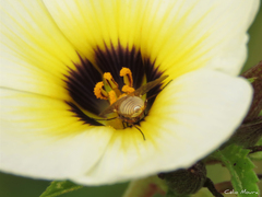 Phthiriinae