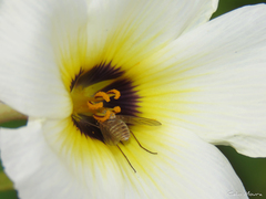 Phthiriinae