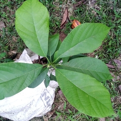 Persea americana