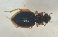 Gymnochthebius fossatus