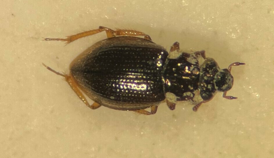 Gymnochthebius fossatus