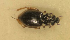 Gymnochthebius fossatus