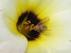 Phthiriinae