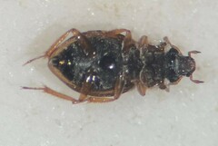 Gymnochthebius fossatus