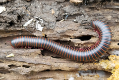 Narceus americanus
