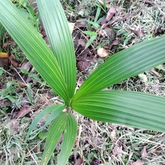 Arecoideae