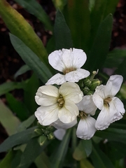 Diplotaxis erucoides