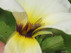 Phthiriinae
