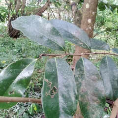Annona