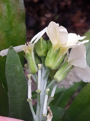 Diplotaxis erucoides