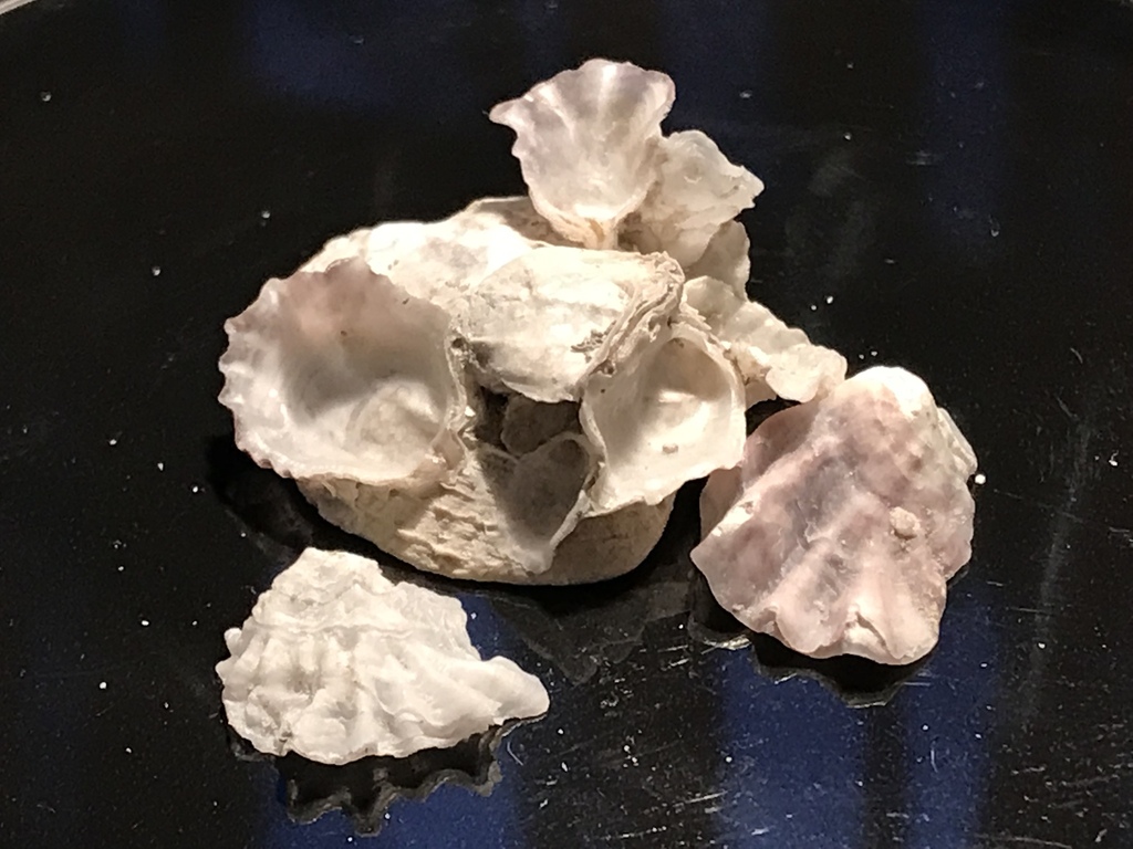 crested oyster