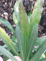 Diplotaxis erucoides