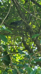 Patagioenas squamosa