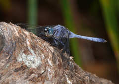Orthetrum boumiera