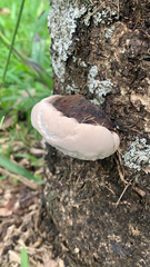 Fomitopsis