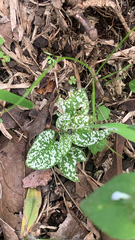 Hypoestes phyllostachya