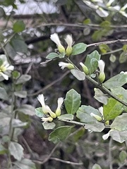 Baccharis halimifolia
