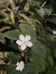 Wrightia antidysenterica