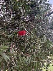 Melaleuca citrina