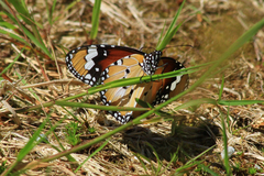 Danaus petilia