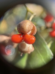 Euonymus fortunei