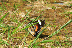 Danaus petilia