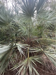 Serenoa repens