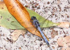 Orthetrum boumiera