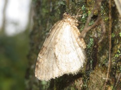 Epirrita autumnata