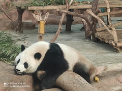 Ailuropoda melanoleuca