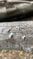 Schizophyllum commune