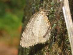 Epirrita autumnata