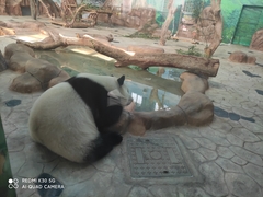 Ailuropoda melanoleuca