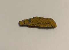 Candelaria concolor