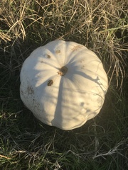 Cucurbita