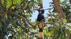 Bycanistes subcylindricus