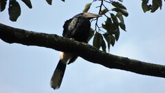 Bycanistes subcylindricus