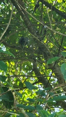 Patagioenas squamosa