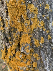 Candelaria concolor