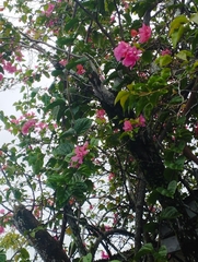 Bougainvillea spectabilis