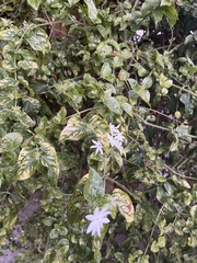 Jasminum elongatum