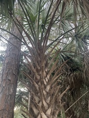 Sabal palmetto