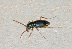 Tetracha