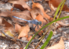Orthetrum boumiera