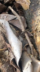 Odontomachus haematodus