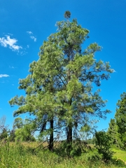Allocasuarina
