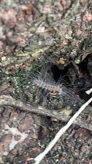 Arctiinae