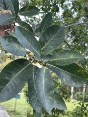 Ficus aurea